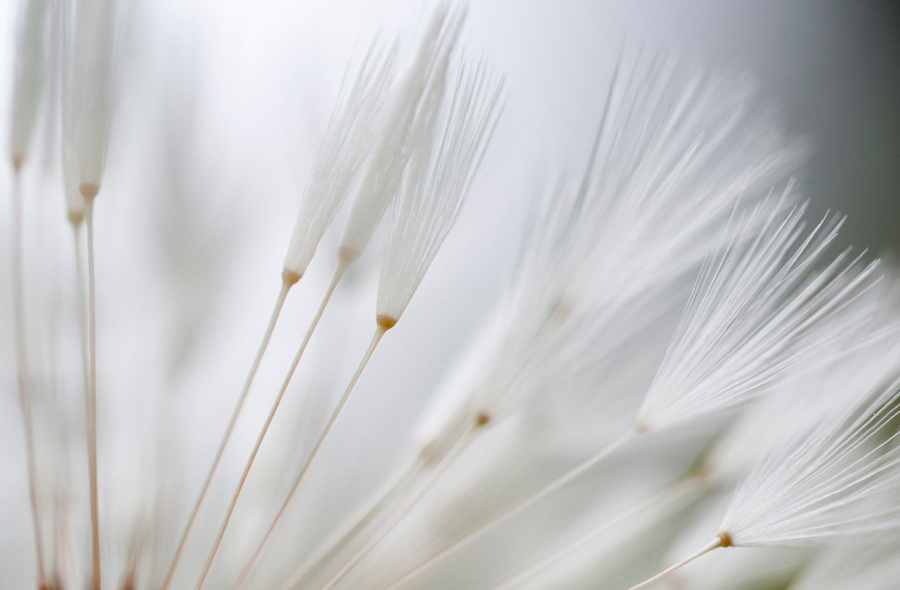 Weisse Samenschirmchen in weichem Licht